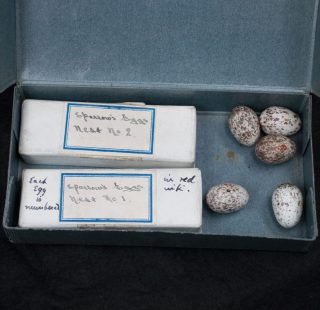 Box containing two smaller boxes and sparrow egg speciments.