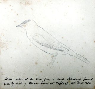Pencil sketch of a male Blackcap with notes beneath.