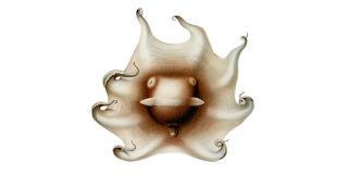 ‘Opisthoteuthis extensa’, from Thiele in Chun, C. 1915. 'Die Cephalopoden'